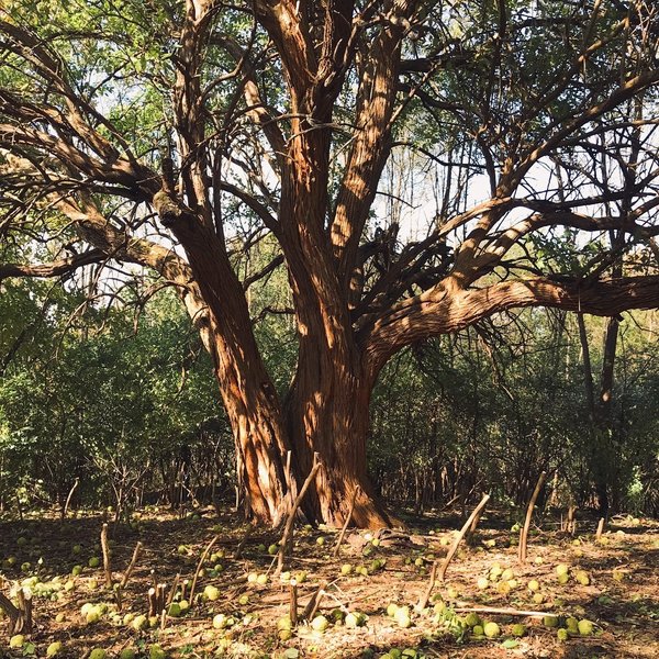 Found this cool old tree along the trail hiding behind invasive honeysuckle--working to clear it out.