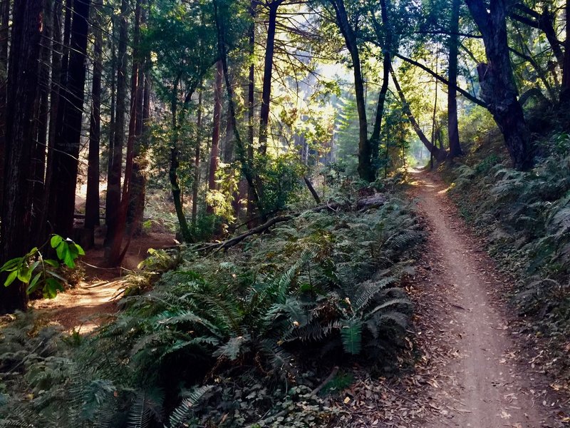 Down, then back up. Mid-Old Cabin. A great little trail.