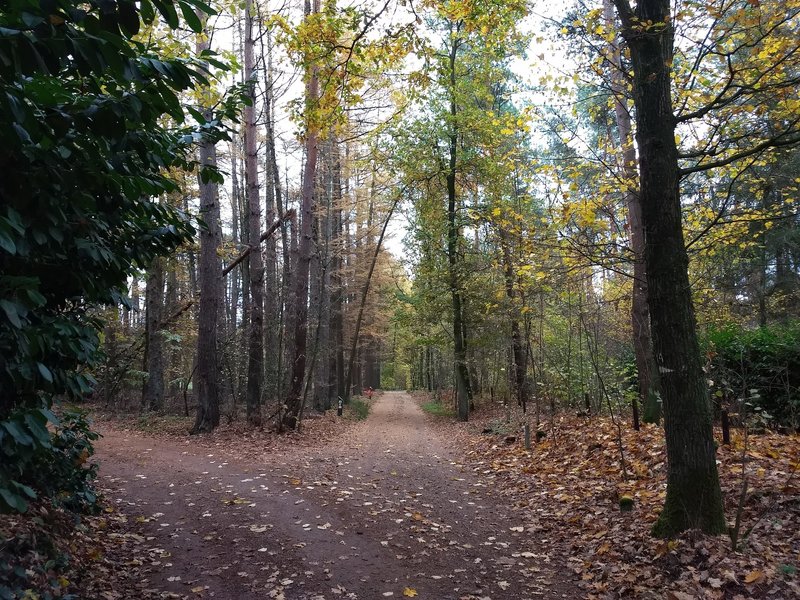 Dijkakkerweg in Autumn