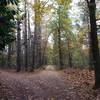 Dijkakkerweg in Autumn