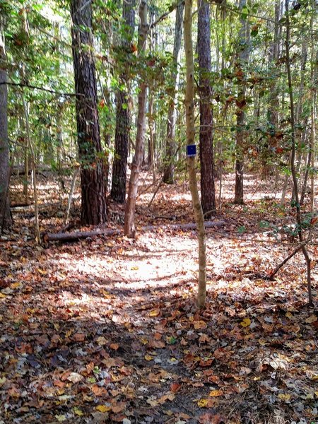 Graveyard Trail in the fall