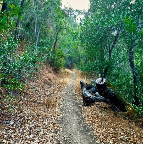 Lower Grizzly Gulch.