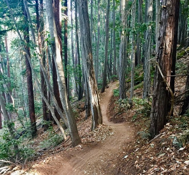 Flow Trail, start of Segment 2.