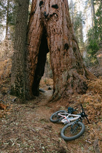 Sequoia national sales park mountain biking