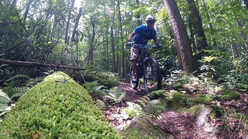 Hess trail is scenic and green.