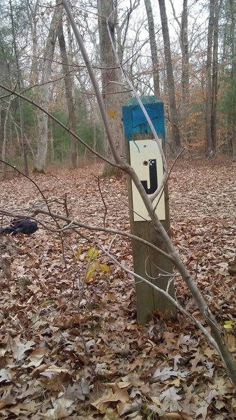 Intersection of F-G-H at the J post on the mountain bike trail in the Allegan State Game Area.