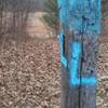 Intersection of P-M-K at the L post on the mountain bike trails in the Allegan State Game Area.