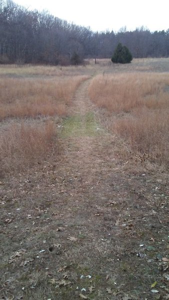 One of the few open areas of the mountain bike trail in the Allegan State Game Area.