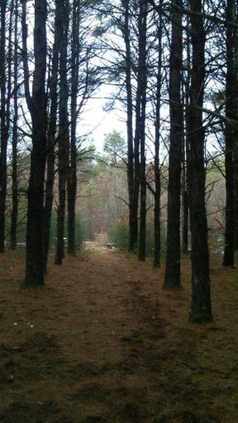 Utterly breathtaking view of rows upon rows of the Jack Pines in the Allegan State Game Area.