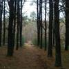 Utterly breathtaking view of rows upon rows of the Jack Pines in the Allegan State Game Area.