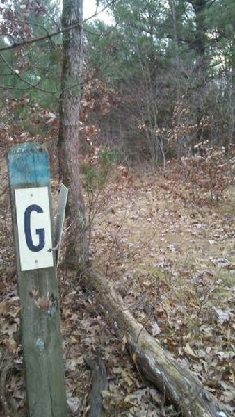 Intersection of J-B-H at the G post on the mountain bike trails in the Allegan State Game Area.