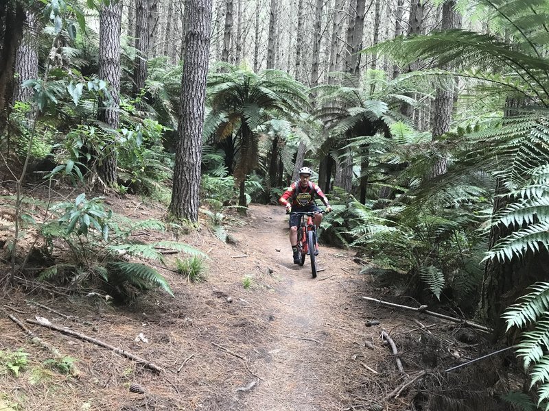 Challenge Rotorua NZ, awesome redwood and rainforest trail. Excellent rental bikes.