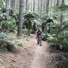 Challenge Rotorua NZ, awesome redwood and rainforest trail. Excellent rental bikes.