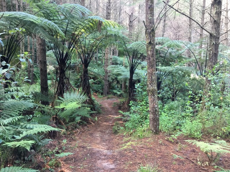 Whakarewarewa Forest, Rotorua.