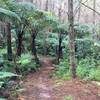 Whakarewarewa Forest, Rotorua.