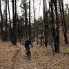 Nearing the forest road on the lower end of the Boyscout Camp Trail