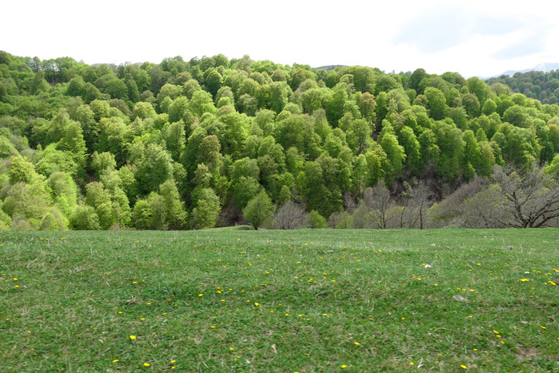 Forested Lori.