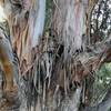 Eucalyptus shedding