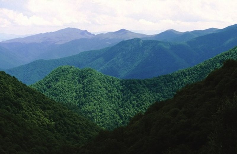 Forested part of Megri Sierra