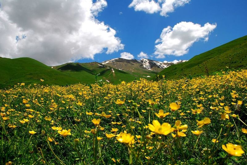 Flowers on the slopes of Tsaghkunyats sierra