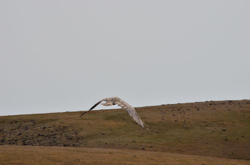 White eagle - rare endemic bird included in the Red Book of Armenia