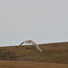 White eagle - rare endemic bird included in the Red Book of Armenia