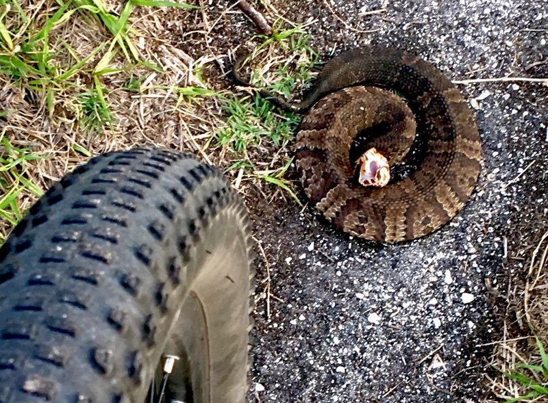 one of many cottonmouths and other snakes that bask on this trail