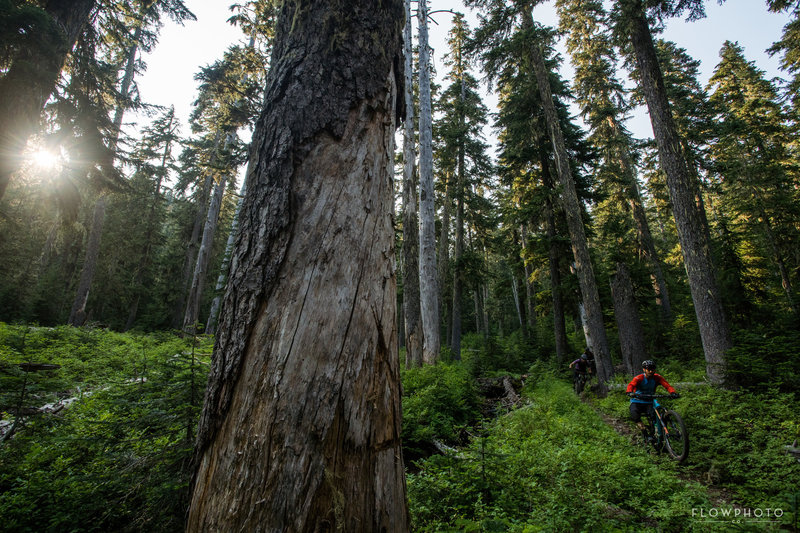 Big open forest with plenty of speed.