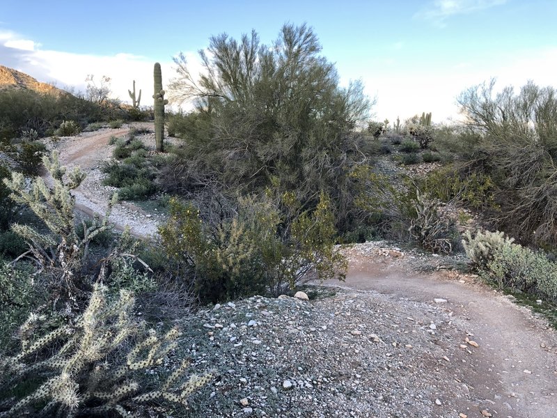 Singletrack in the desert at the White Tanks.