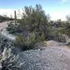 Singletrack in the desert at the White Tanks.