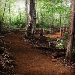 Dales Trail