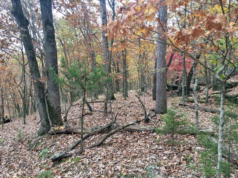 Beautiful fall colors on the Overlook Trail.