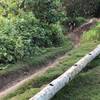 Devil's Trail steep for daredevils. Here's another angle shot of this track showing the ruts and fallen tree.  There's a jump afterwards for the brave. :)