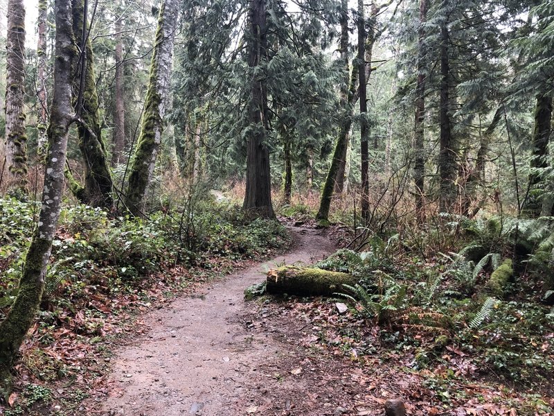 Grand Ridge Trail