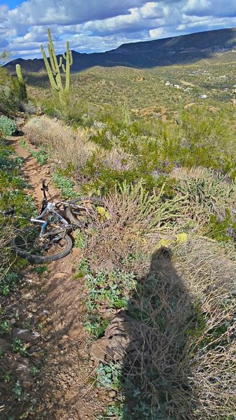 Approaching Soap Creek, the trail has many embedded stones