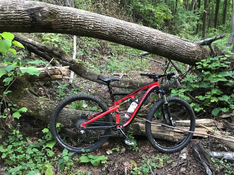 Typical trail at this place.  Yes that is in the trail path. Been there for awhile