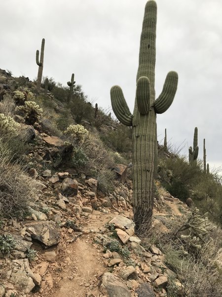 Extremely difficult Western Loop Trail.  A narrow switchback loaded monster.  Hike it don’t bike it!