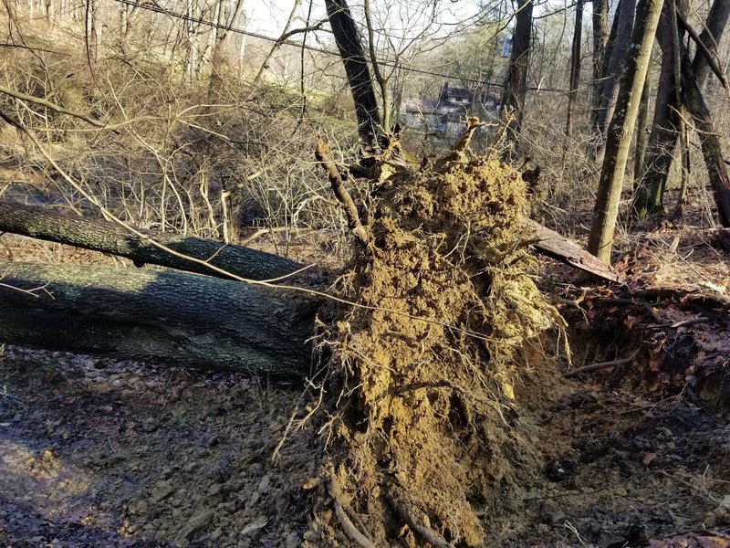 Tree down on the new Girl Scout Trail