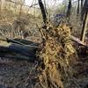 Tree down on the new Girl Scout Trail