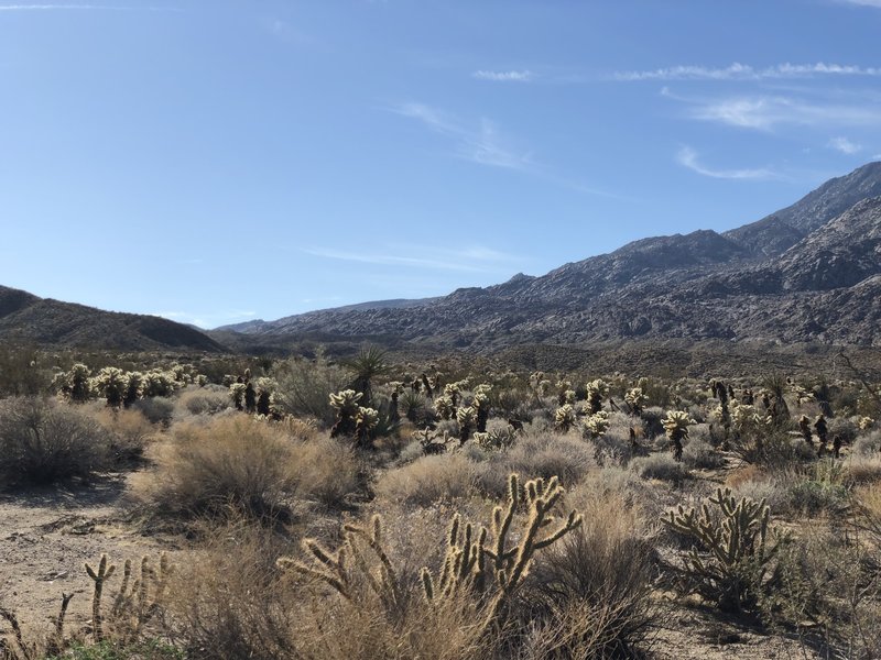 Lots of Cholla in da house! View from the wash.