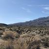 Lots of Cholla in da house! View from the wash.