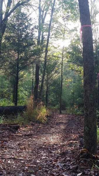 Morning sun through the leaves on a quiet morning at Mineola Nature Preserve Greer Hill trails