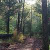 Morning sun through the leaves on a quiet morning at Mineola Nature Preserve Greer Hill trails