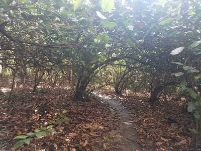 Tunnel formed through the jungle along Pango trail.