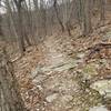 More rock garden singletrack on Buck Cutoff descent.