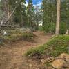 Flowy section of Upper Brewer's Trail.