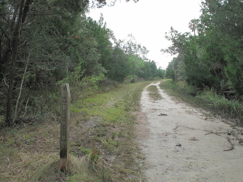 Nocatee Preserve_Double Track (Main Trail)