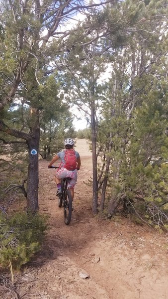 sweet fun singletrack on the Chivato Plateau CDT