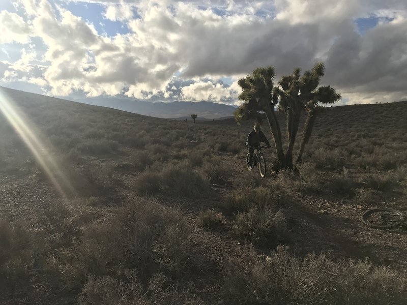 Low branch?   One of the many Joshua Trees in this area.