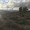 Low branch?   One of the many Joshua Trees in this area.